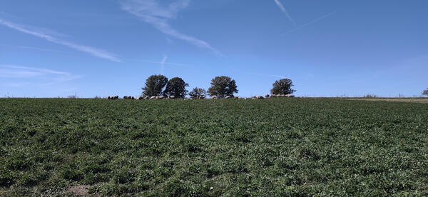 Sheep Farm -Mineral Point, WI